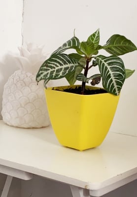 Macetero Bio Bamboo Cuadrado Amarillo 13,3x13,3x12,4 cm