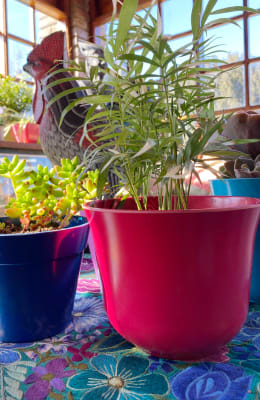 Macetero Bio Bamboo Curvo Purpura 16,5x16,5x13 cm