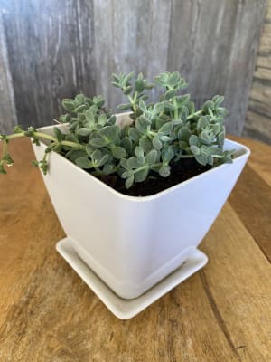 Set Macetero y plato bio bamboo cuadrado blanco 13,3x13,3x12,4 cm