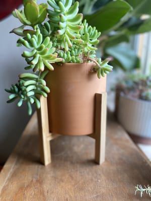 Macetero Terracota Pedestal Terracota