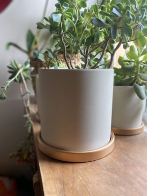 Maceteros Cilindro Con Plato Dorado Crema L