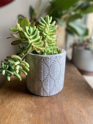 Macetero Cemento Hoja