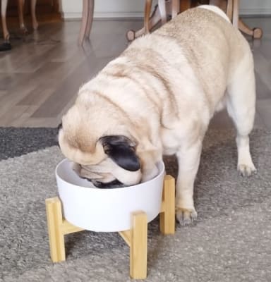 Plato Mascota Bio con Pedestal