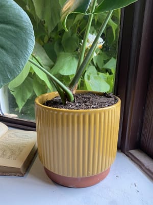 Macetero Enlozado Mostaza  20x18