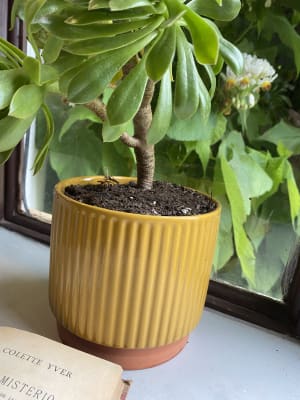 Macetero Enlozado Mostaza  17x15