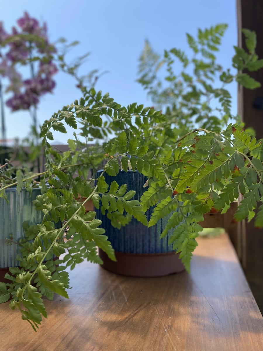 Macetero Terracota Indigo L 20x20x18cm3