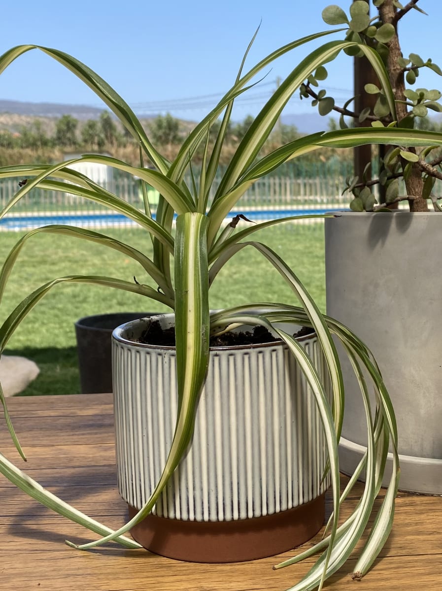 Macetero Terracota Indigo S 20X20X18cm3