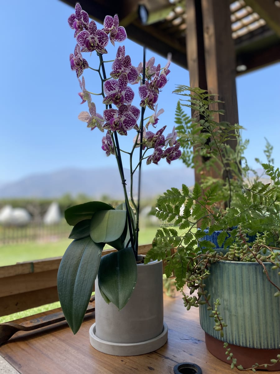 Macetero Cemento Cilindro S 13x13x13 cm4