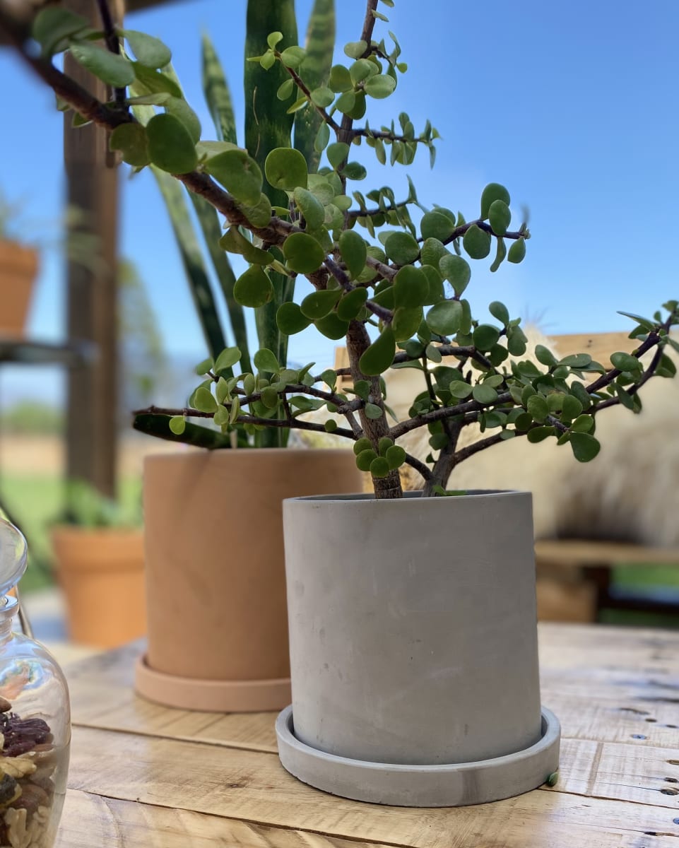 Set 2 Maceteros Cemento M 15x15x15cm y L 18x18x18cm5