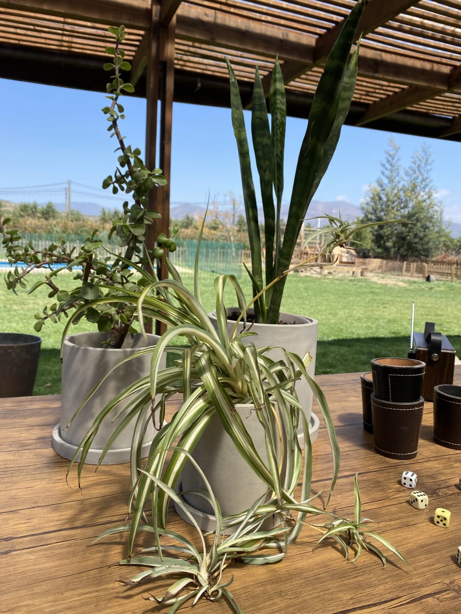 Set 2 Maceteros Cemento S 13x13x13cm + M 15x15x15cm6