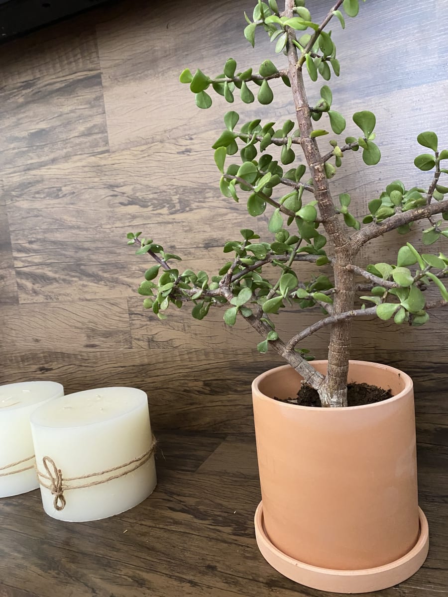 Set 2 Maceteros Terracota Cilindro M 15x15x15cm y L 18x18x18cm3