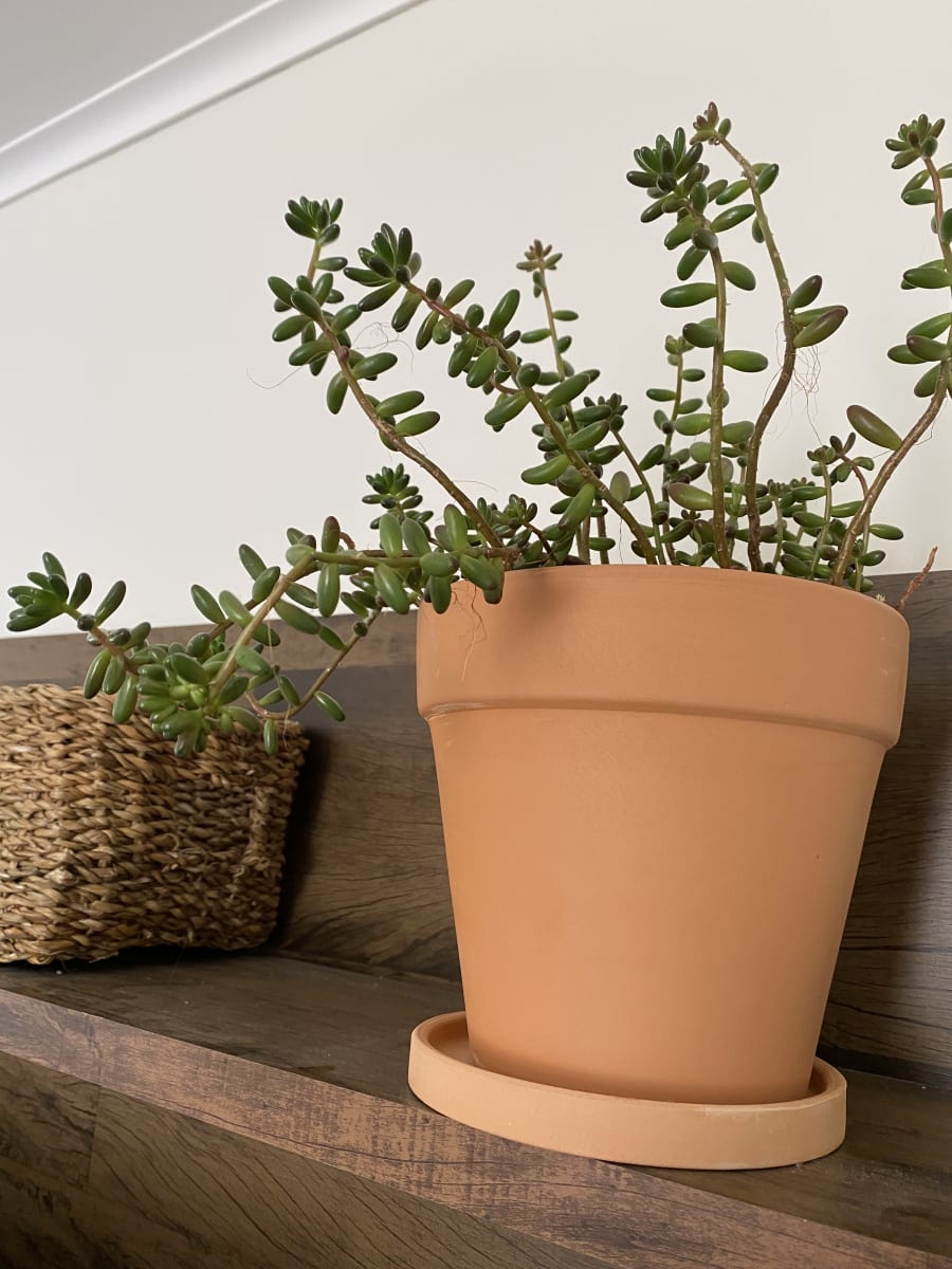 Macetero Terracota Clasica S 18x18x16 cm4