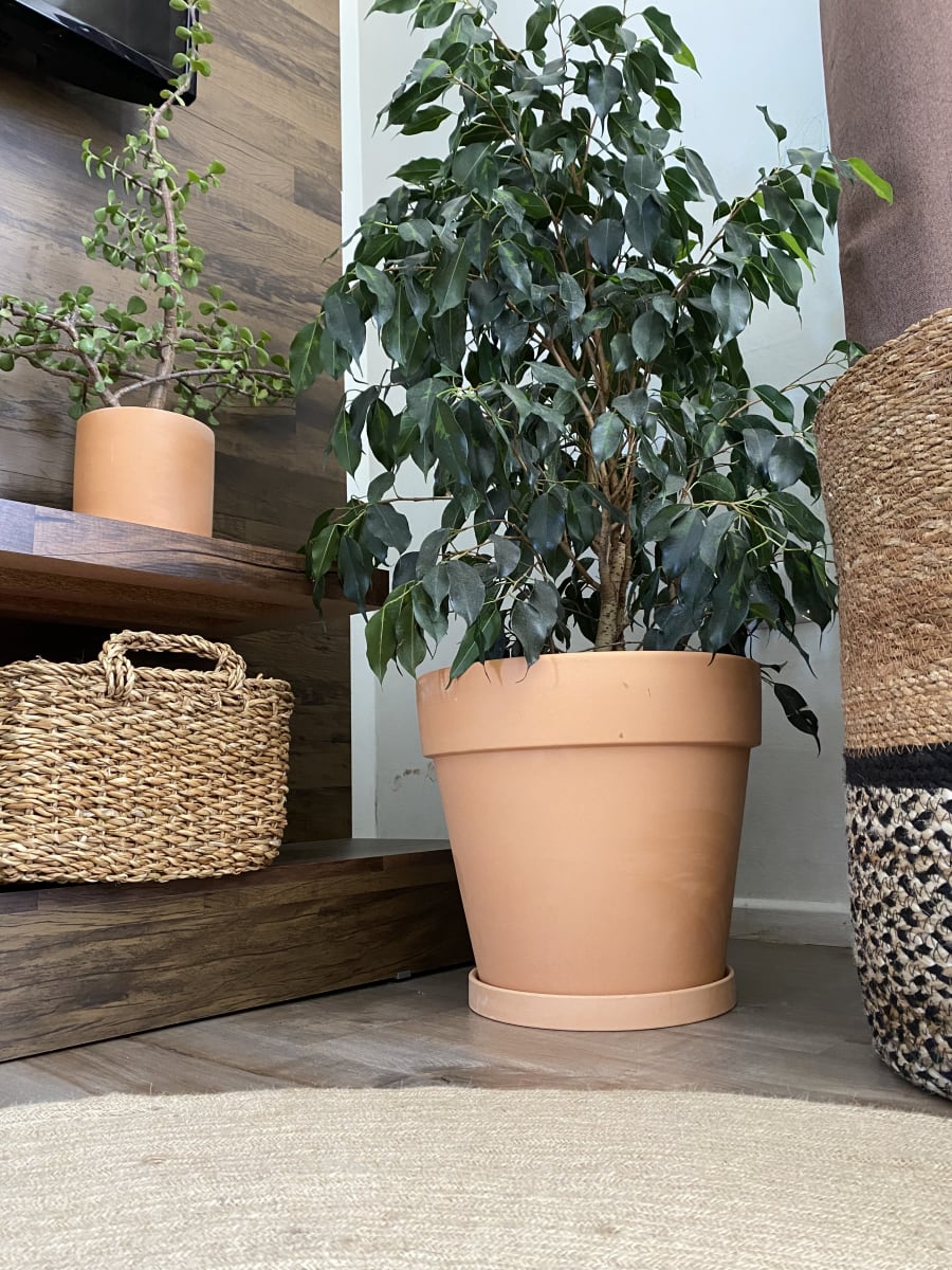 Macetero Terracota Clasica L 30X30X27 cm4