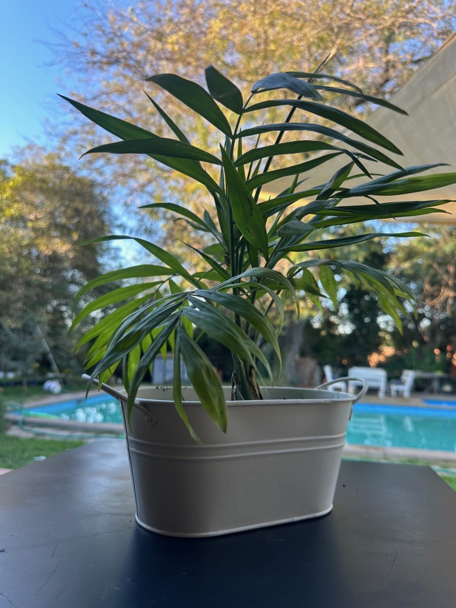 Macetero Metalico Asa L Crema 24x14x10,5 cm1