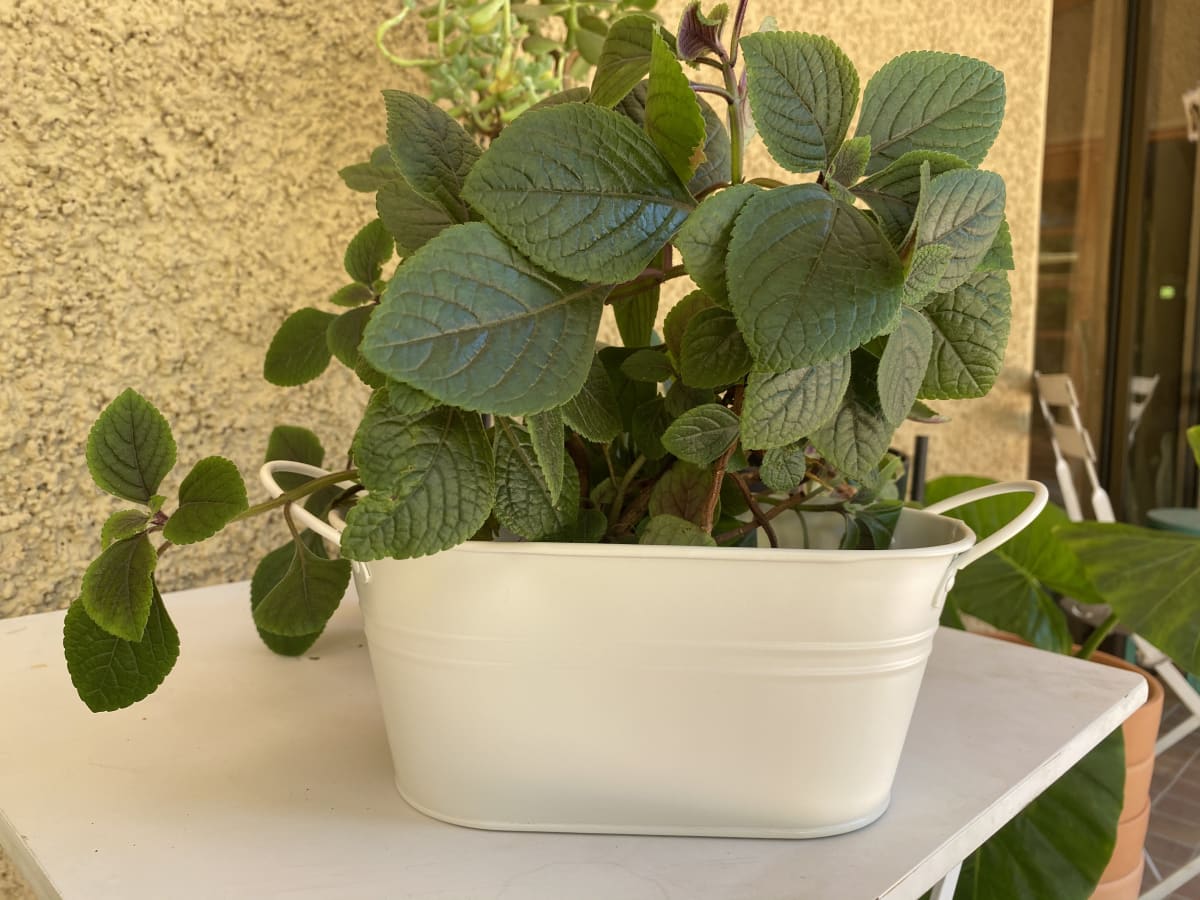 Macetero Metalico Asa L Crema 24x14x10,5 cm2