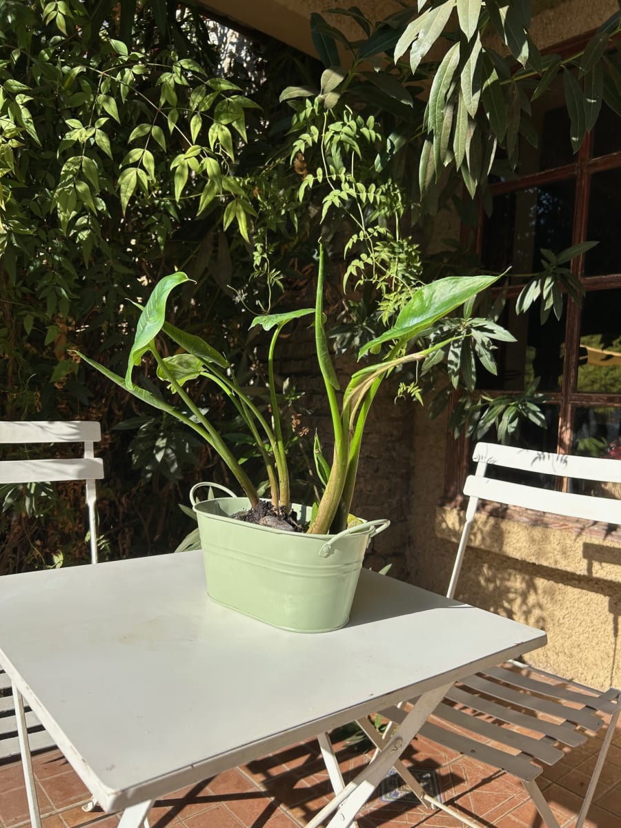 Macetero Metalico Asa L Crema 24x14x10,5 cm3