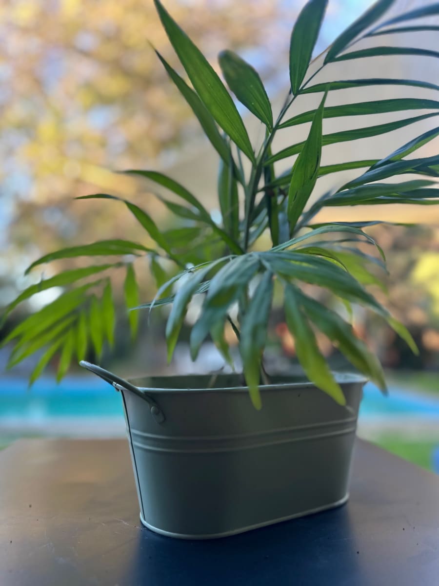 Macetero Metalico Asa L Verde 24x14x10 cm1