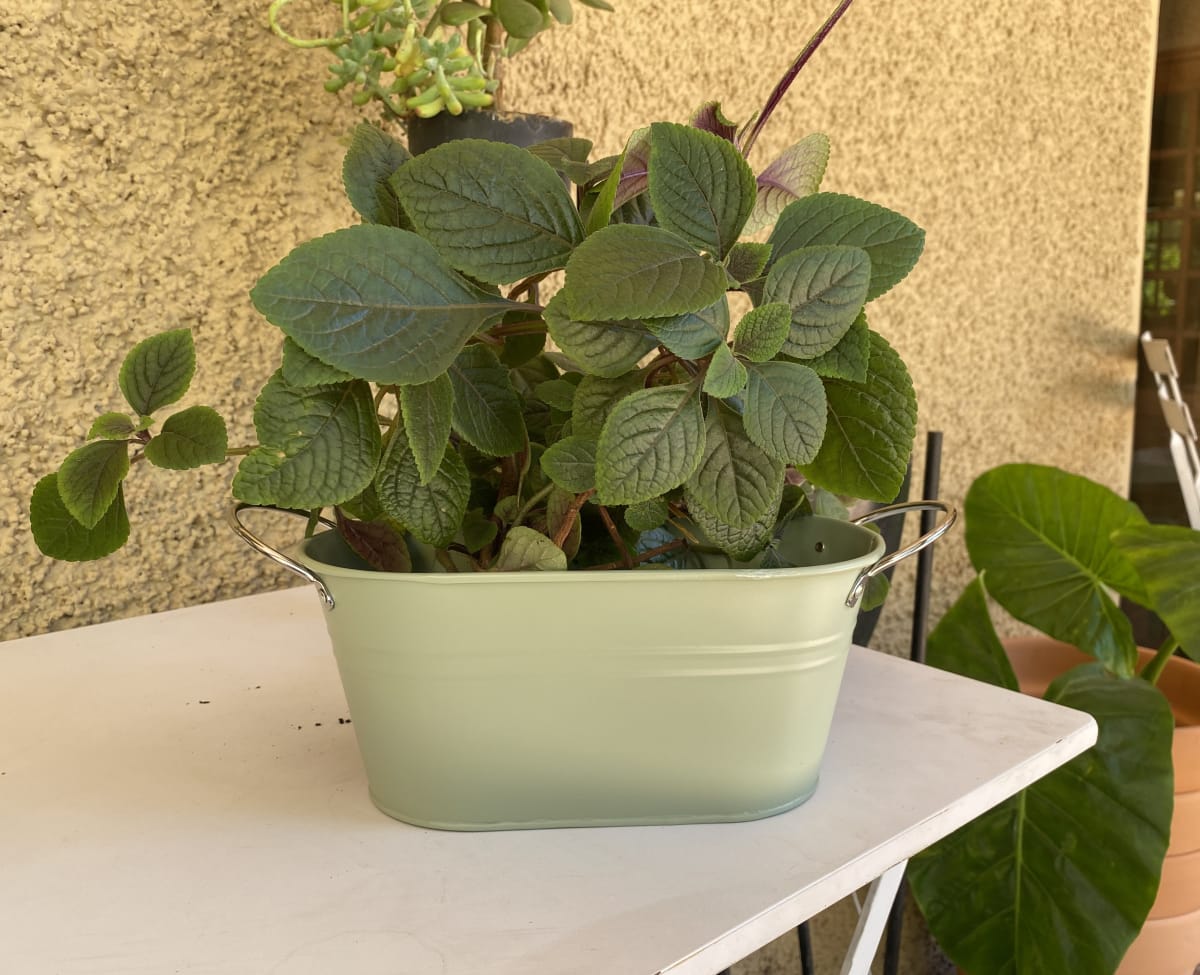 Macetero Metalico Asa L Verde 24x14x10 cm2