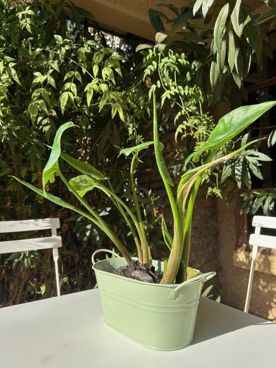 Macetero Metalico Asa L Verde 24x14x10 cm4