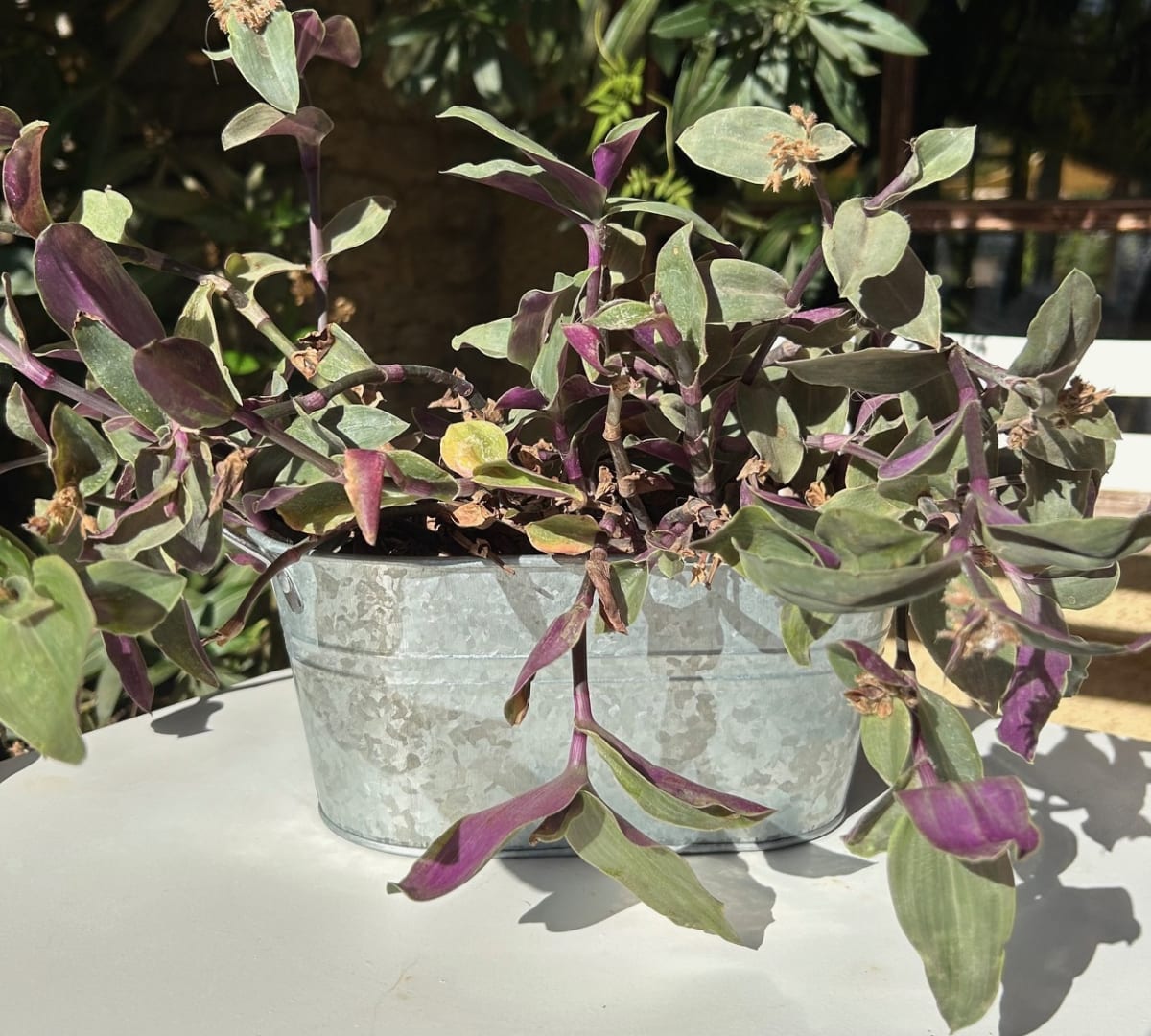 Macetero Metalico Asa L Vintage 24x14x101