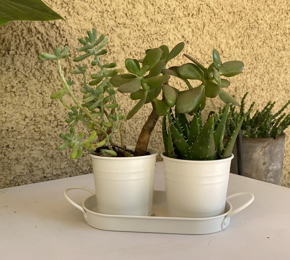 Set 2 Maceteros y Bandeja Crema2