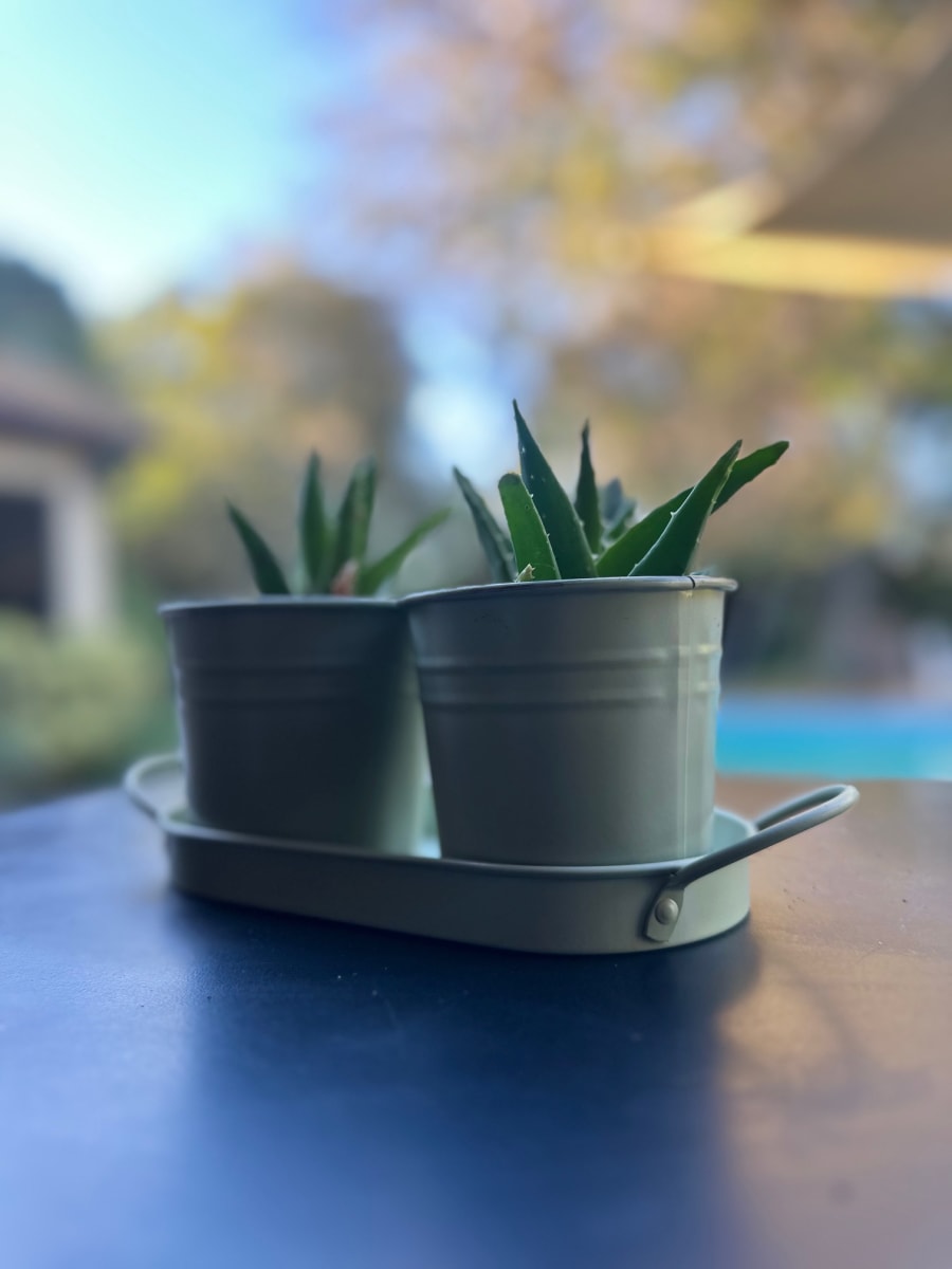 Set 2 Maceteros y Bandeja Verde1