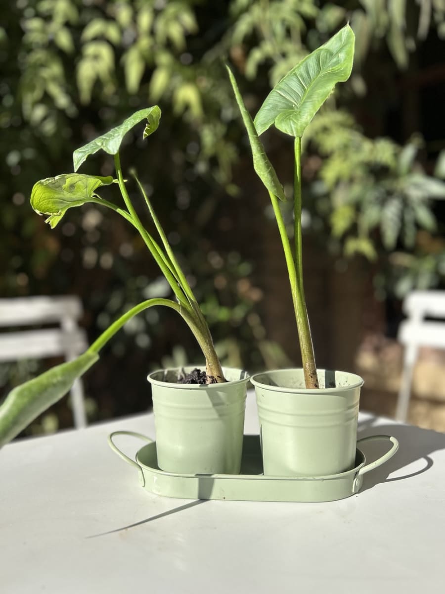 Set 2 Maceteros y Bandeja Verde2