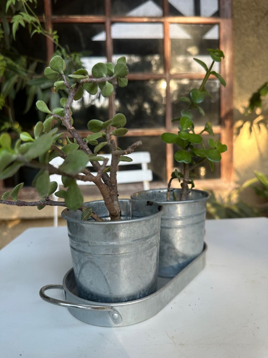 Set 2 Maceteros y Bandeja Vintage1