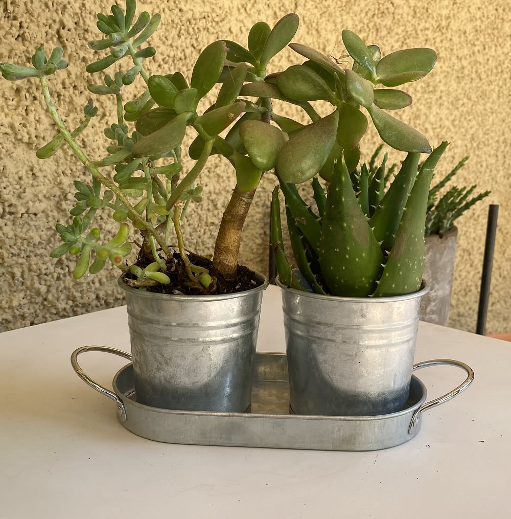 Set 2 Maceteros y Bandeja Vintage3