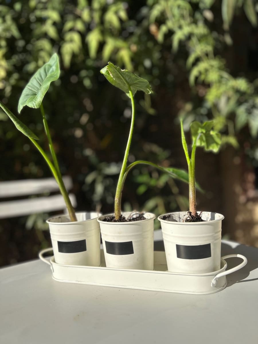 Set de 3 Maceteros y bandeja pizarra Crema1