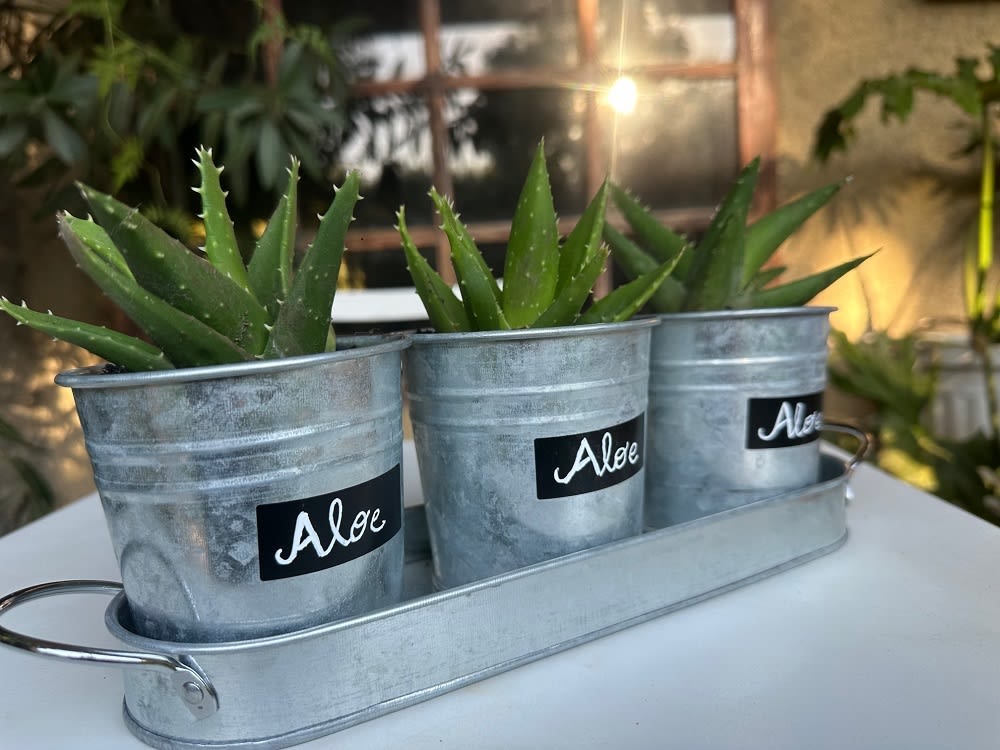 Set de 3 Maceteros y bandeja pizarra Vintage1