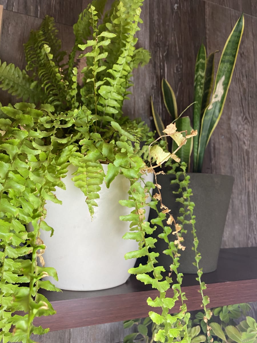 Macetero Bio Bamboo Actual Blanca 24x24x18 cm6