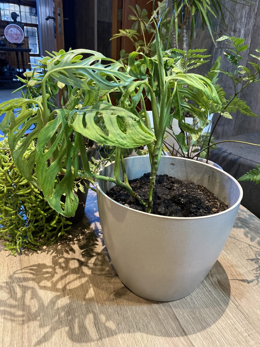 SET 4 Maceteros Bio Actual 2 Negro 2 Gris 24x24x18 cm5