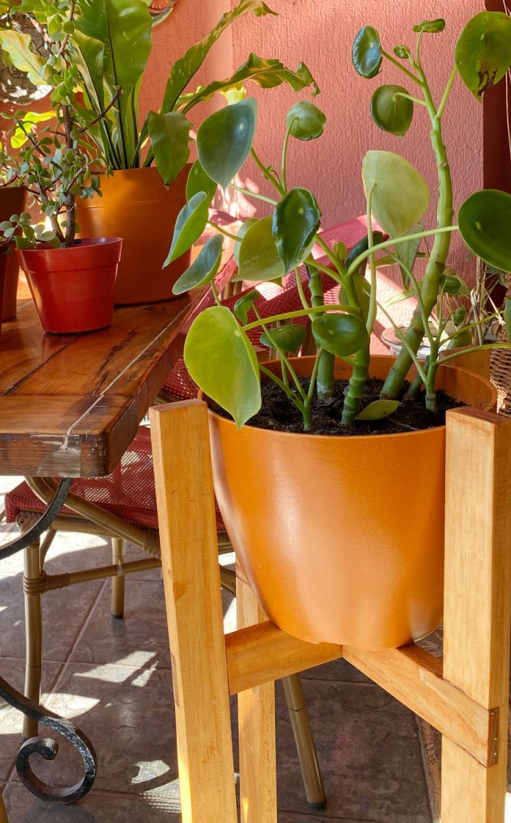 Macetero Bio Bamboo Actual Terracota 24x24x18 cm5