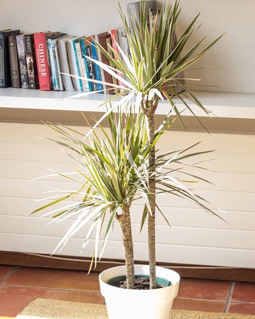 Set De 2 Macetero Bio Bamboo Clasica Blanca 25x25x17 cm2