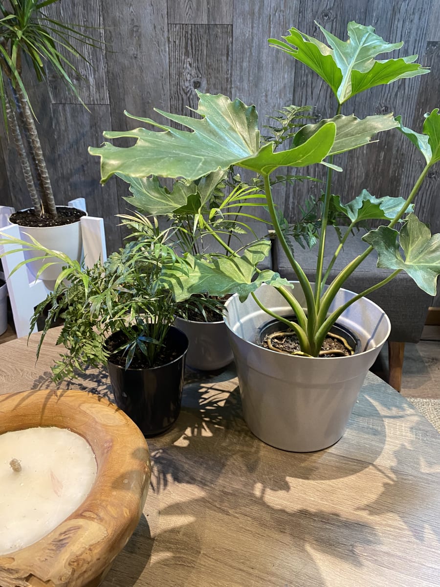 Set de 2 Maceteros con Plato Clásico Gris 25x25x17 cm4