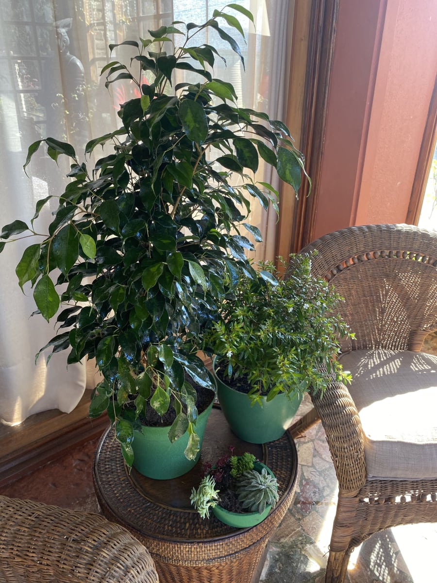 Set de Macetero con Plato Clásico Musgo 25x25x17 cm2