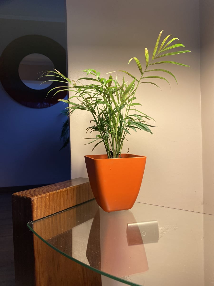 Set de 7 Maceteros Bios Cuadrado 4 Blancos 3 Naranjo 13,3x13,3x12,4 cm4