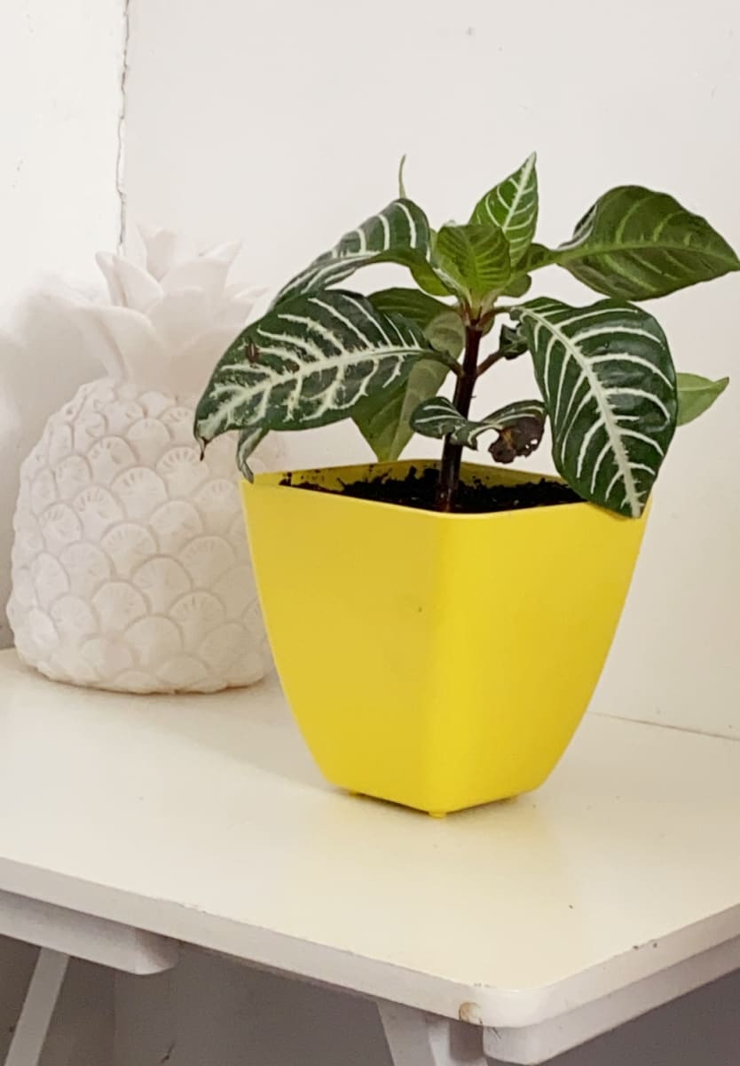 Macetero Bio Bamboo Cuadrado Amarillo 13,3x13,3x12,4 cm3