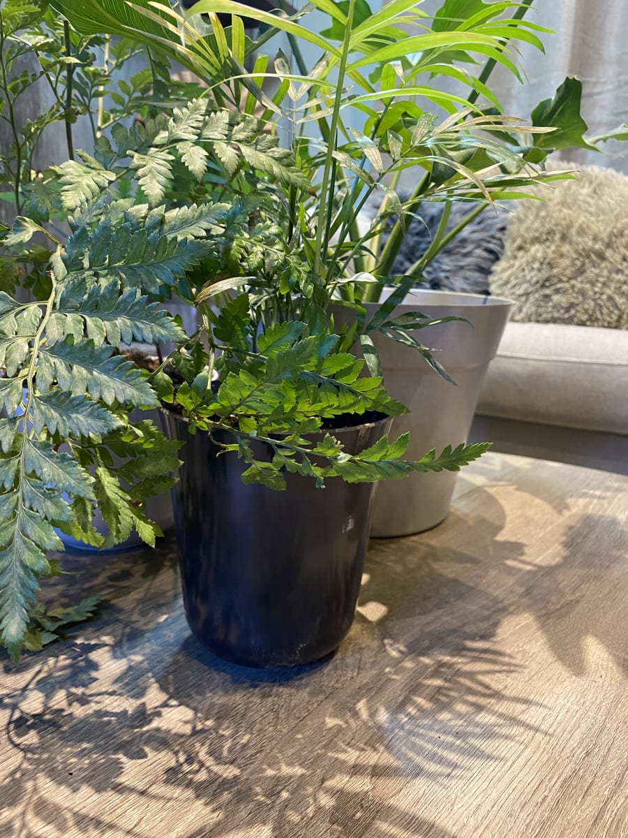 Set De 2 Macetero Bio Bamboo Flores Negro 13x13x14,5 cm5