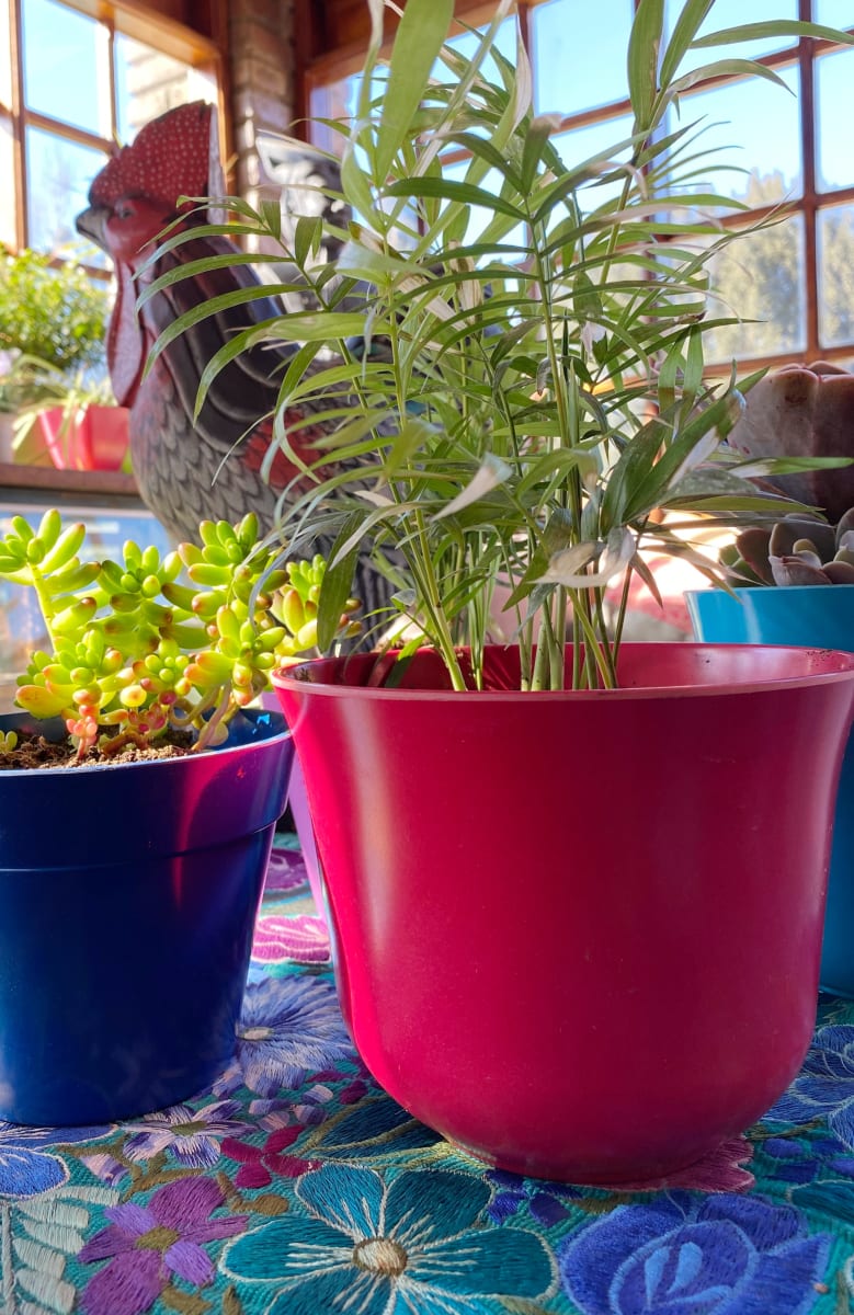 Set De 2 Macetero Bio Bamboo Curvo Purpura 16,5x16,5x13 cm4