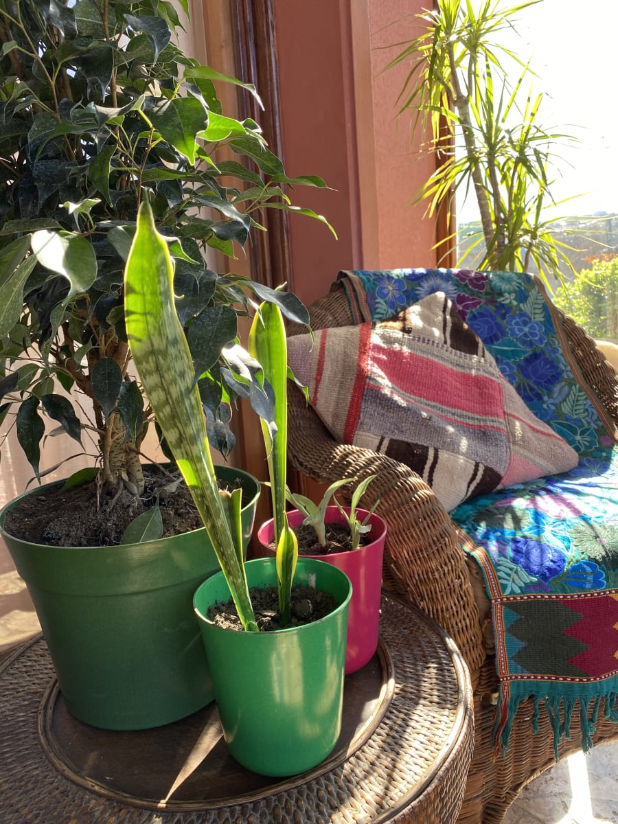 Set De 2 Macetero Bio Bamboo Flores Verde 13x13x14,5 cm4