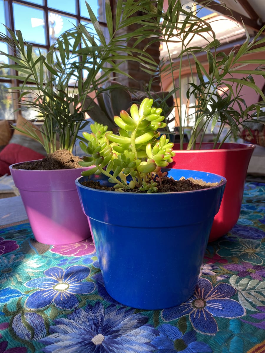 Macetero Bio Bamboo Redondo Azul 13,7x13,7x10 cm3