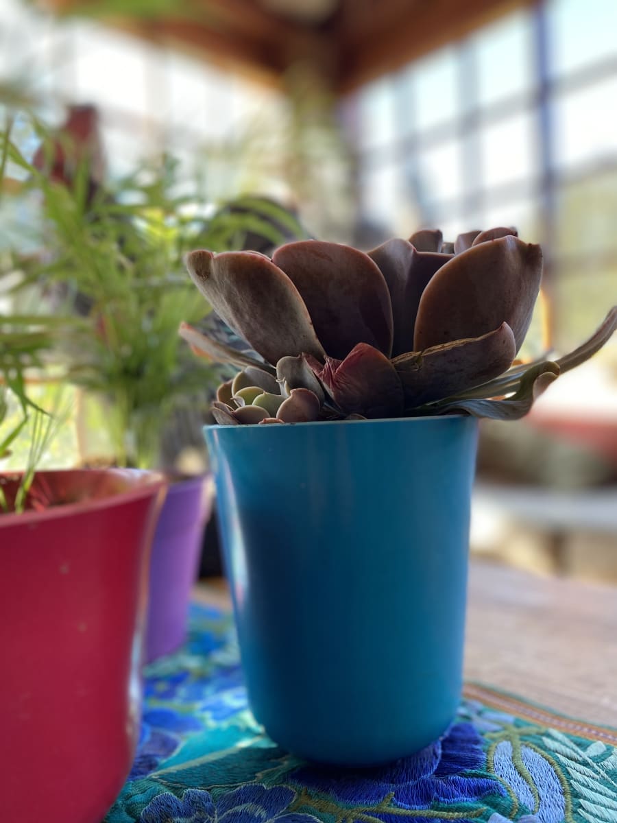 Set De 2 Macetero Bio Bamboo Flores Azul 13x13x14,5 cm2