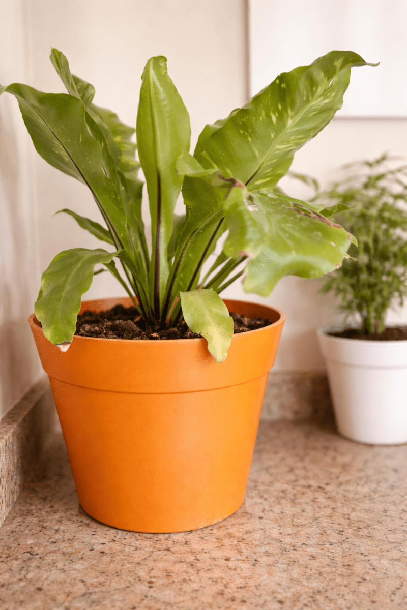 Macetero Bio Bamboo Clasica Terracota 25x25x17 cm6