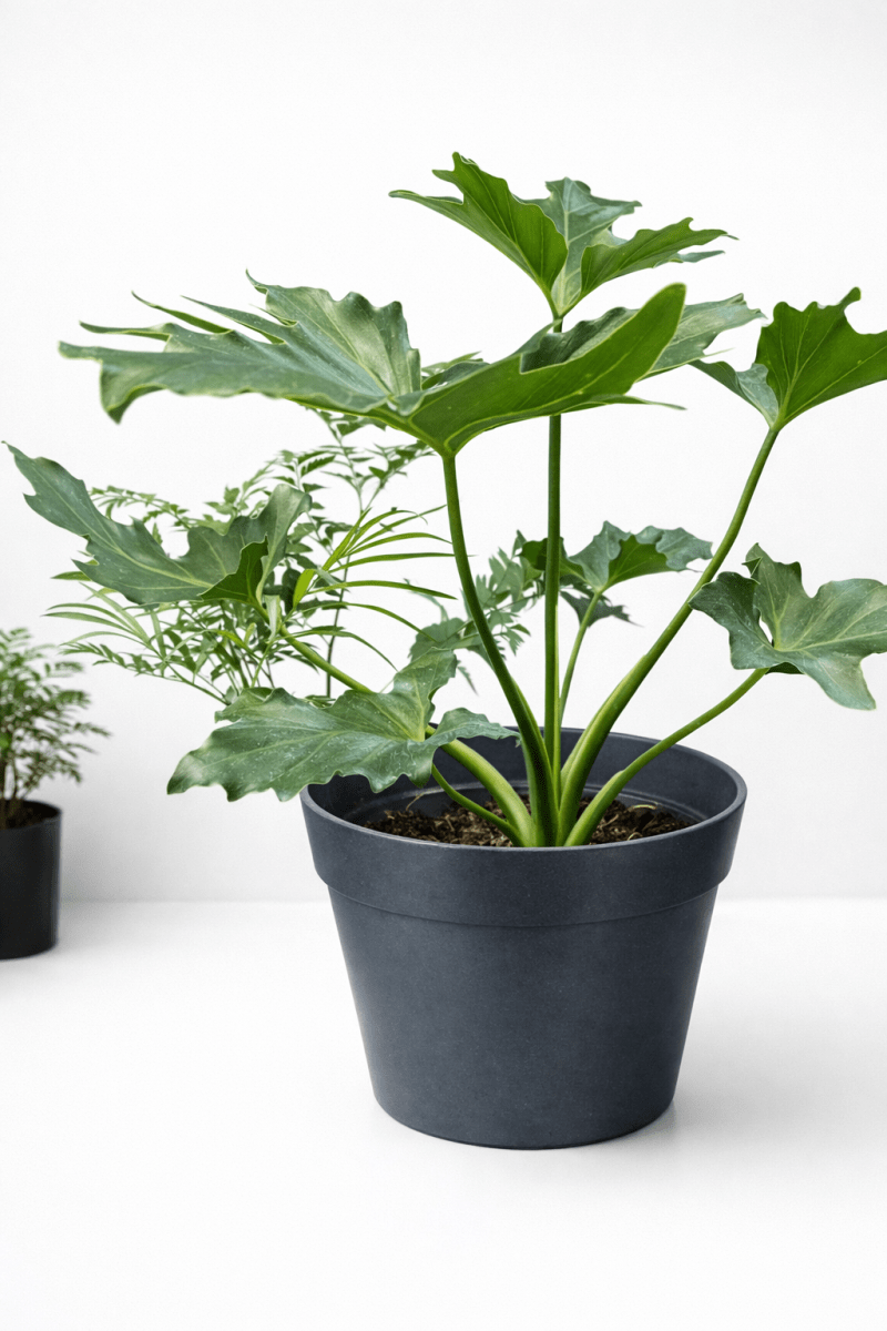 Macetero Bio Bamboo Clasica Gris 25x25x17 cm4