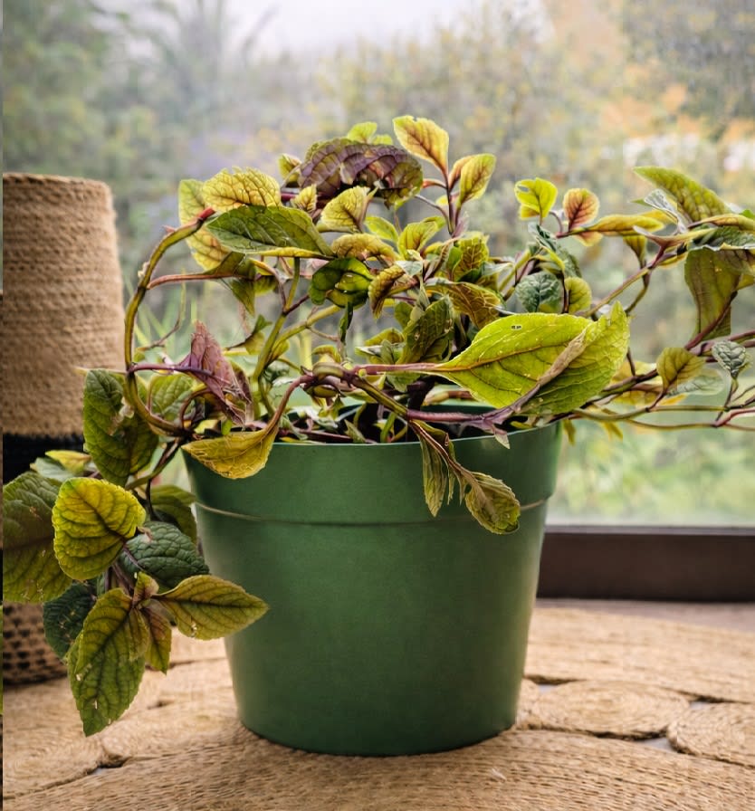 Macetero Bio Bamboo Clasica Musgo 25x25x17 cm5