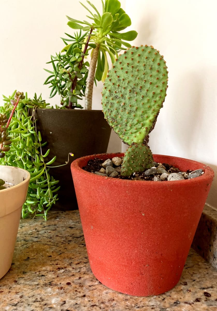 Set De 4 Maceteros Arena 2 Alto Grafito 20x20x18cm 1 Mediano Rojo 15x15x13cm 1  Suculenta Verde 16x15x5cm3