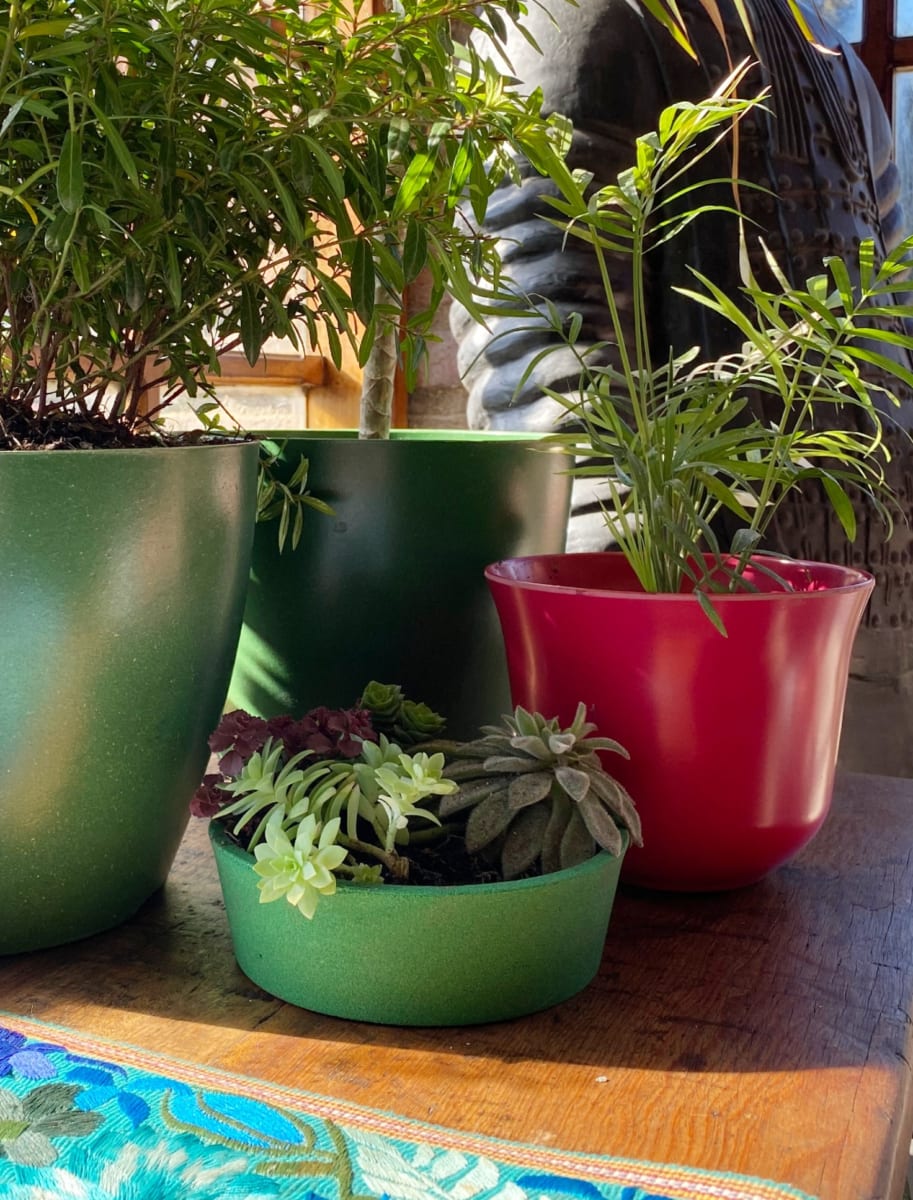 Set De 4 Maceteros Arena 1  Alto Grafito 20x20x18cm 1  Alto Mostaza 20x20x18cm 1  Mediano Negro 15x15x13cm1  Suculenta Verde 16x15x5cm2