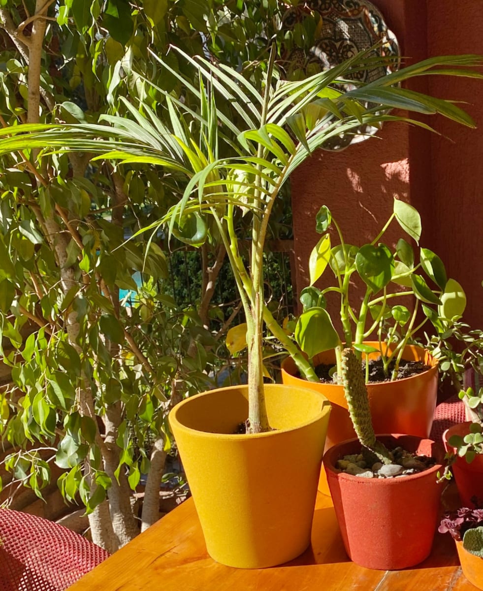 Set De 4 Maceteros Arena 1  Alto Grafito 20x20x18cm 1 Alto Mostaza 20x20x18cm 1 Mediano Rojo 15x15x13cm 1 Suculenta Verde 16x15x5cm2